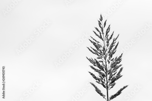 Flower grass isolated on white sky with copy space; black and white tone.