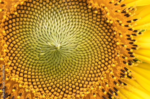 Close up of blooming bright yellow sunflower. 