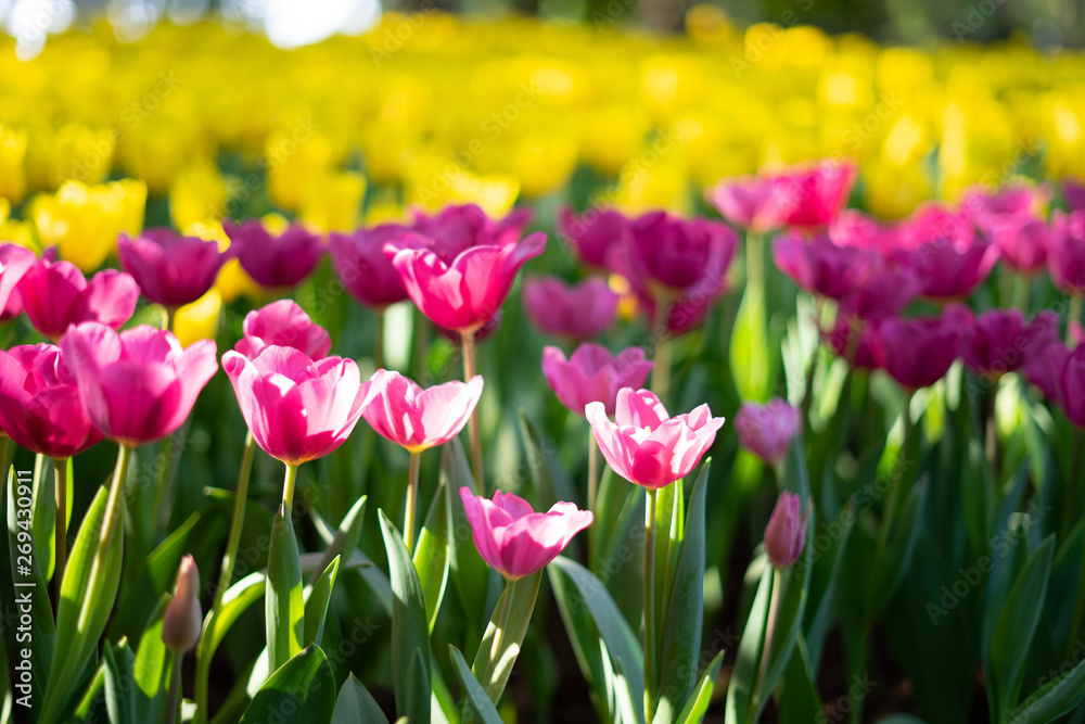 Colorful tulips field, vivid pink tulips with bright yellow tulips background. Tulip is the Netherlands'  national flower. Tulip bulbs are a good substitute for onions in cooking.