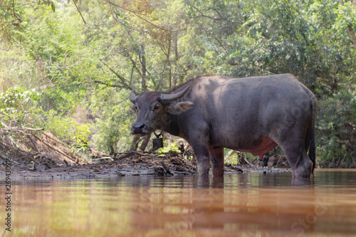 Water buffalo taking bath in river