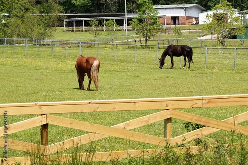 Horses grazing in the pasture