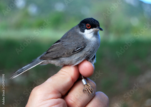 Birds of the Mediterranean mountains