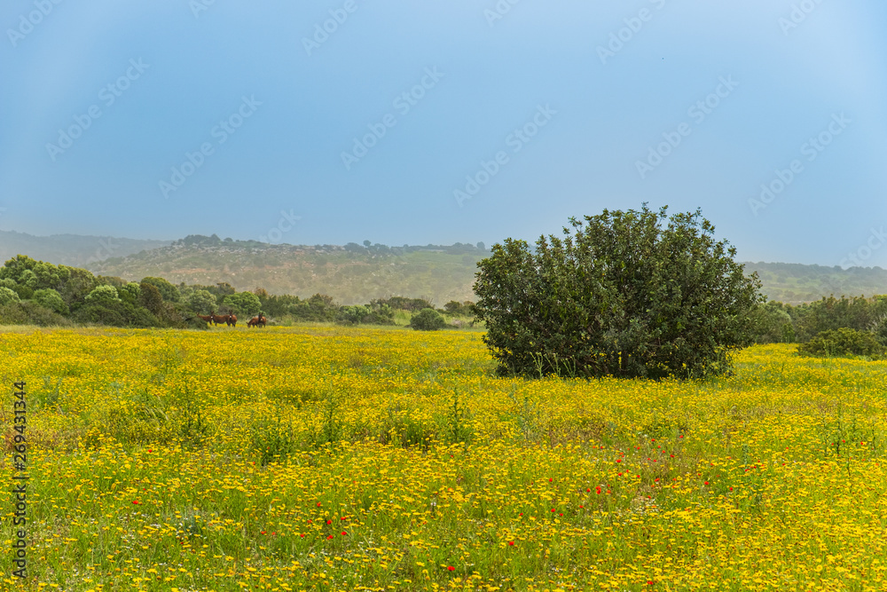 Spring fields landscape of Karpasia Peninsul, Cyprus with wild donkeys in the background