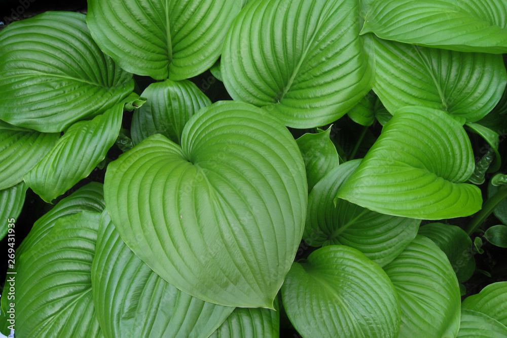 King of Heart leaves green plant background. Big tropical exotic leaf King of Heart leaves green plant background. Big tropical exotic leaf