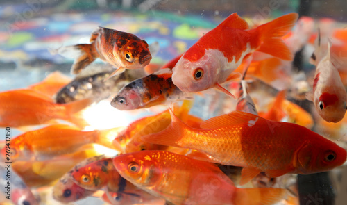 many fish swim in a small aquarium