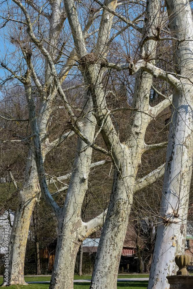 Fototapeta premium Baumstämme von Platanen in Frühling
