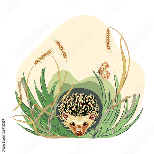 Cute hedgehog and butterfly, cartoon hand drawn vector illustration.