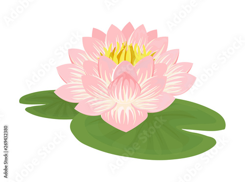 Composition of pink Lotus flower with green leaves.Water Lily isolated on white.