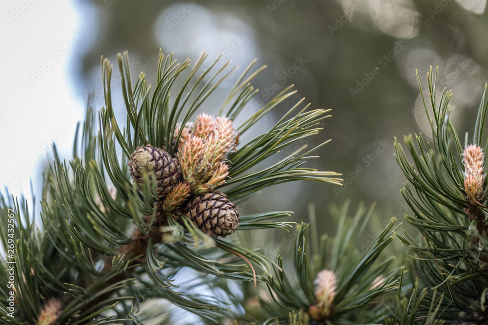 Natur Natur
