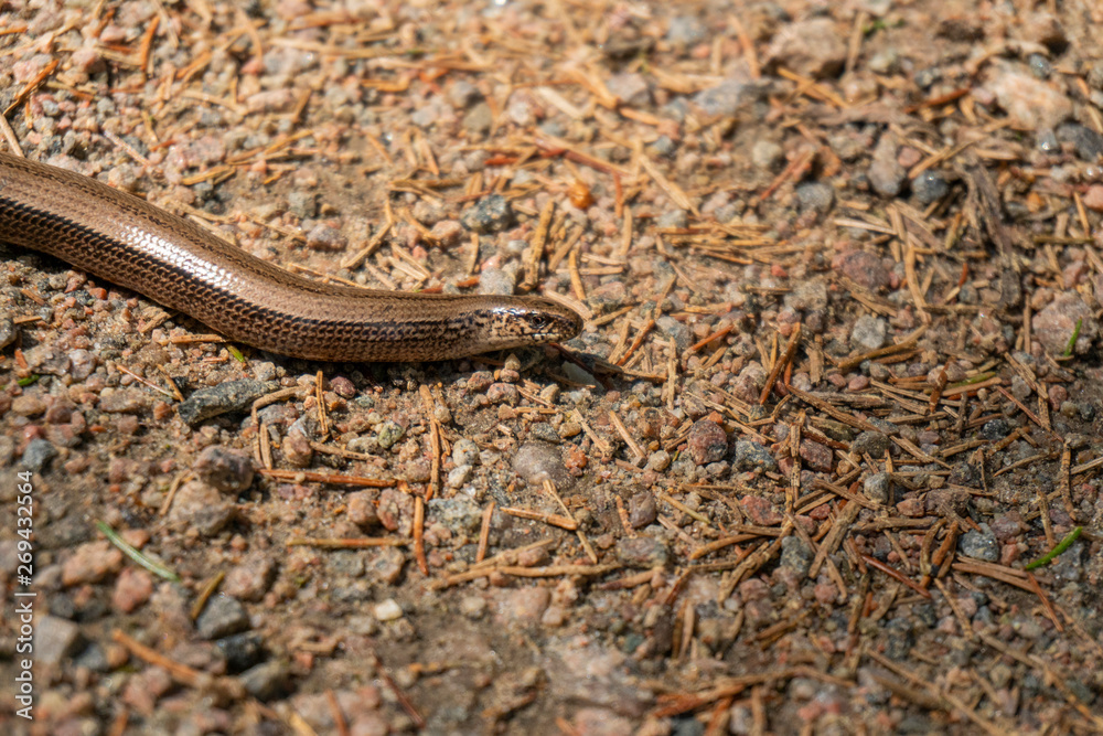 Closeup picture of a copper snake - serpent Closeup picture of a copper snake - serpent