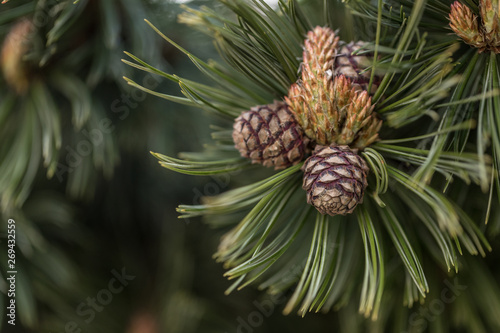 Natur
