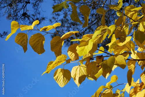 The yellow leaves in autumn