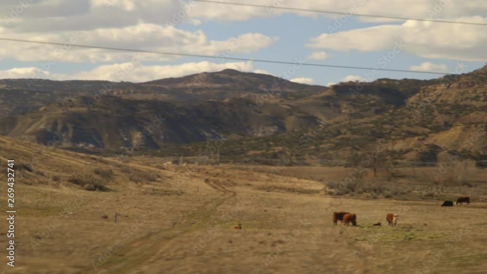 herd of cows grazing plains as train passes herd of cows grazing plains as train passes