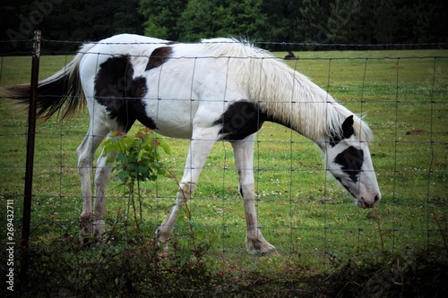 Horse grazing in a fenced pasture 