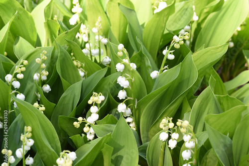 Maigloeckchen, Convallaria, majalis