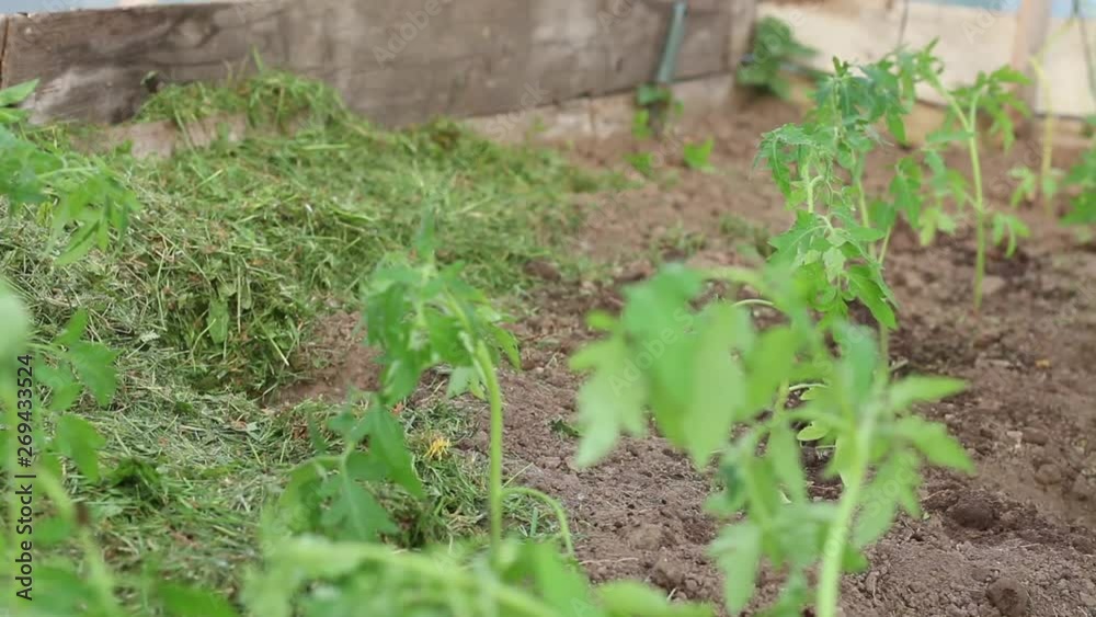 Male In Tomato Greenhouse Using Only Hands Makes Pits On Dry Earth. Male In Tomato Greenhouse Using Only Hands Makes Pits On Dry Earth.