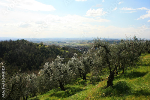 Olive grove in the hills in Tuscany, Italy © kos1976
