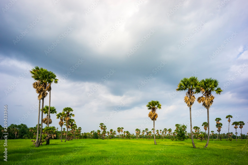 Beautiful of nature green rice fields and sugar palm tree with cloudy day Beautiful of nature green rice fields and sugar palm tree with cloudy day