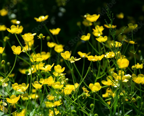 Gelbe Butterblumen - Sommerblumen - Blumenwiese