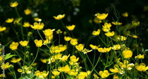 Gelbe Butterblumen vor dunklen Hintergrund - Banner