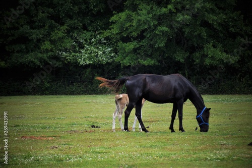 Horse and colt in a pasture