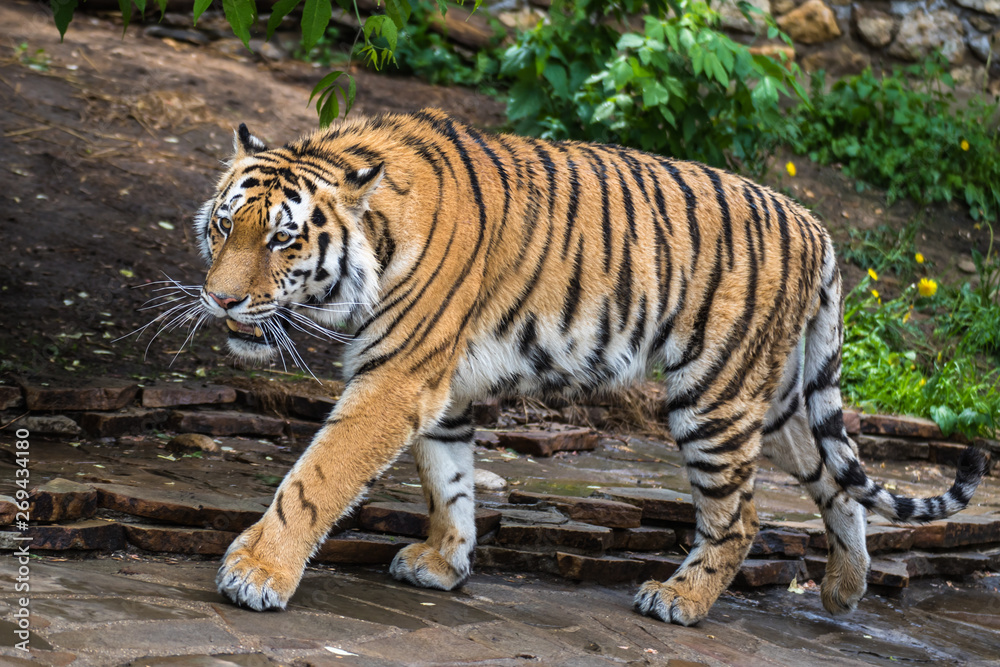 The Amur tiger