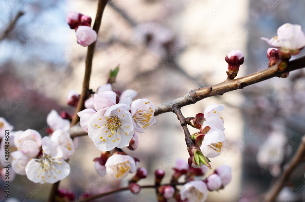 Spring floral background with blooming white sakura cherry flowers blossom Spring floral background with blooming white sakura cherry flowers blossom