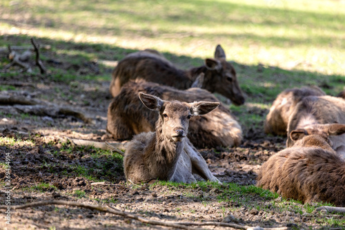 Wallpaper Mural Die Herde ruht sich aus Torontodigital.ca