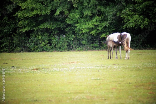 Horse and colt in a pasture 