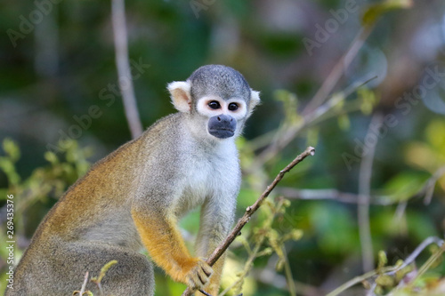 squirrel monkey