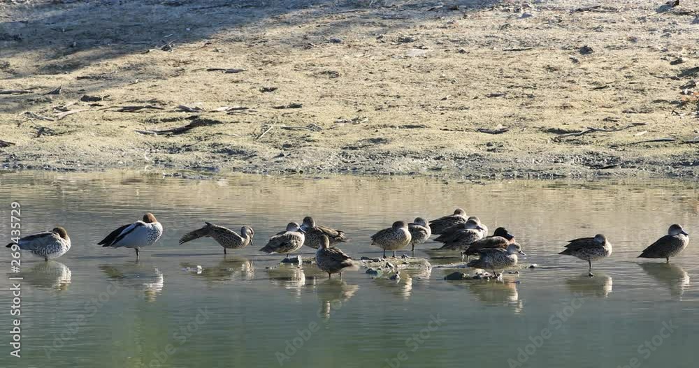 Grey Teal, Anas gracilis with Wood Duck and Chestnut Teal 4K Grey Teal, Anas gracilis with Wood Duck and Chestnut Teal 4K