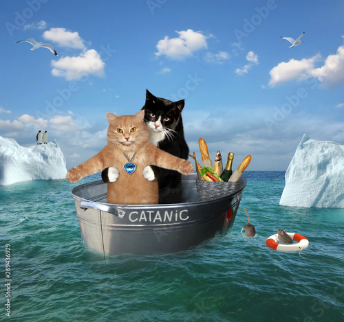 The two brave cats are drifting in the steel washtub among the icebergsin the sea. Their ship is called Catanic. photo