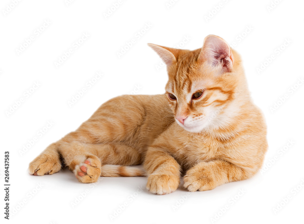 Fototapeta premium Pretty red cat