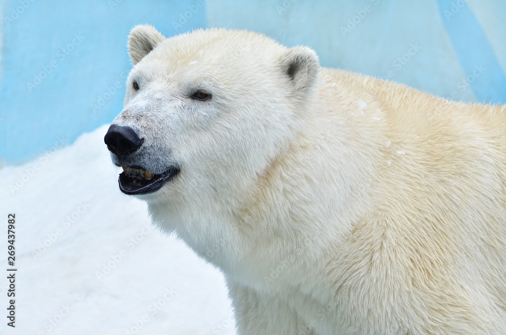 polar bear polar bear