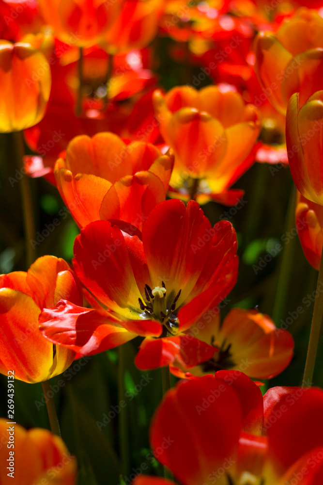 large red-yellow tulips lit by the sun large red-yellow tulips lit by the sun