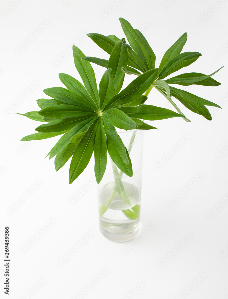 Lupinus leaves in vase on white background Lupinus leaves in vase on white background