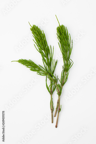 Quadro su tela Grass raw horsetail on a white background
