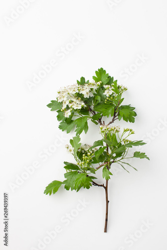 Branch with white Hawthorn flowers on white background