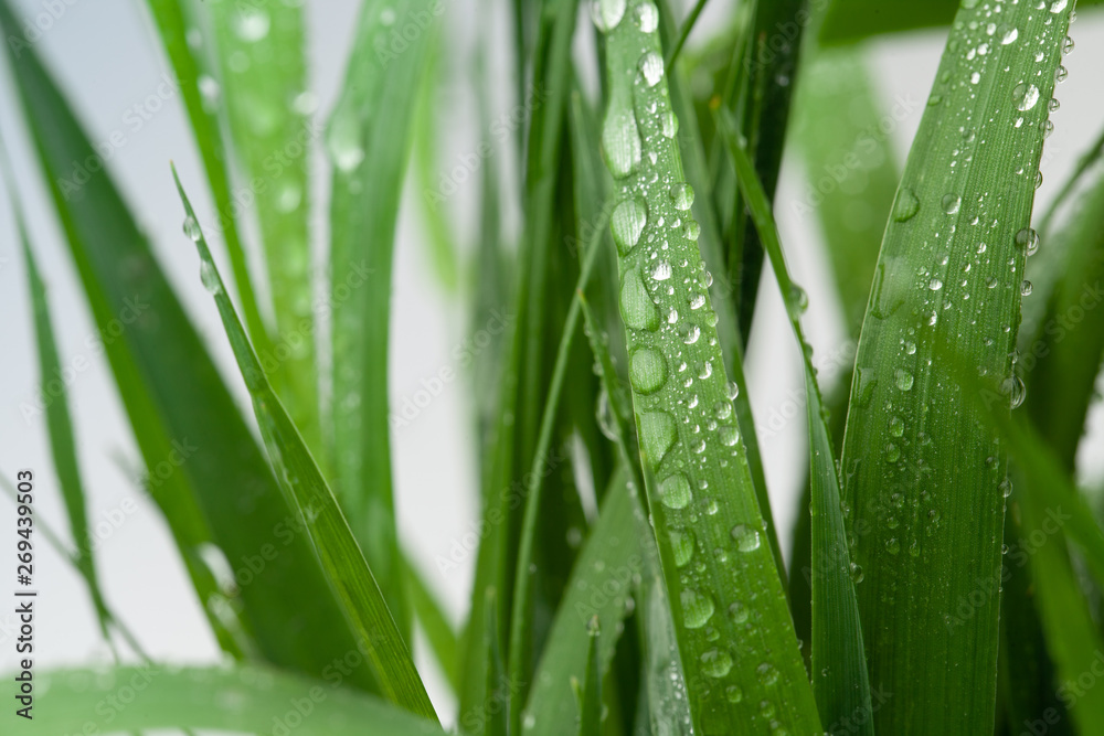 Background image with green wet grass. Copy space text Background image with green wet grass. Copy space text