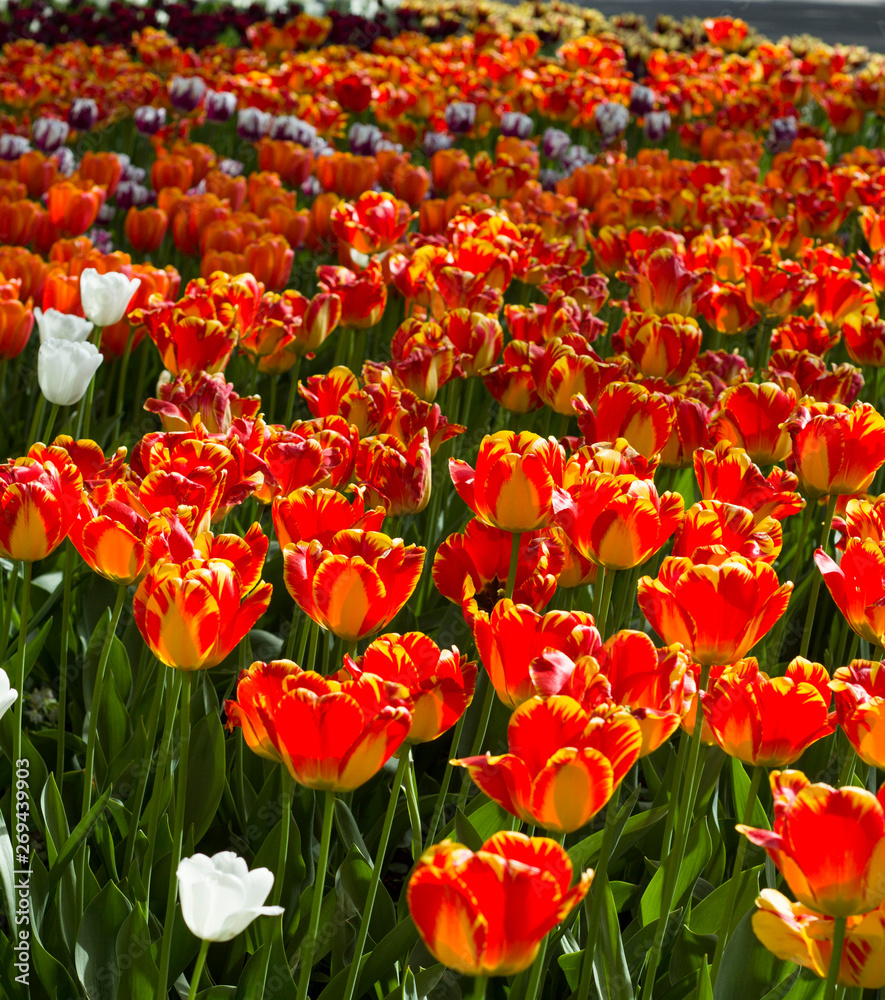 large red-yellow tulips lit by the sun large red-yellow tulips lit by the sun