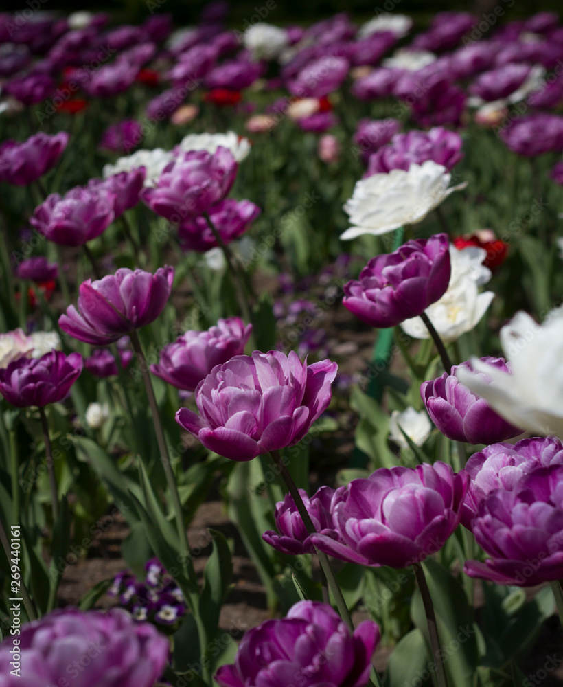meadow lit by the sun with beautiful colorful tulips in spring. meadow lit by the sun with beautiful colorful tulips in spring.