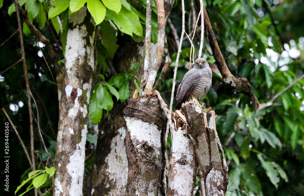 hawk perched on tree