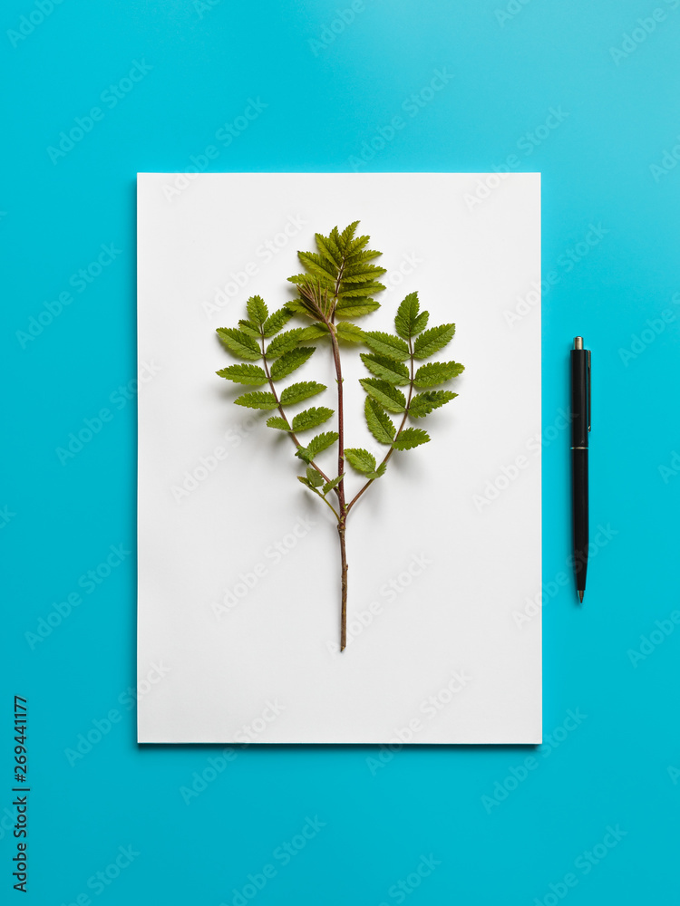 Mockup blank paper and branch with green leaves and black pen on a blue background. Mockup blank paper and branch with green leaves and black pen on a blue background.