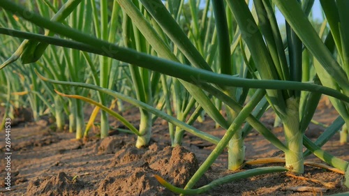 Young growing onion harvest on the field.