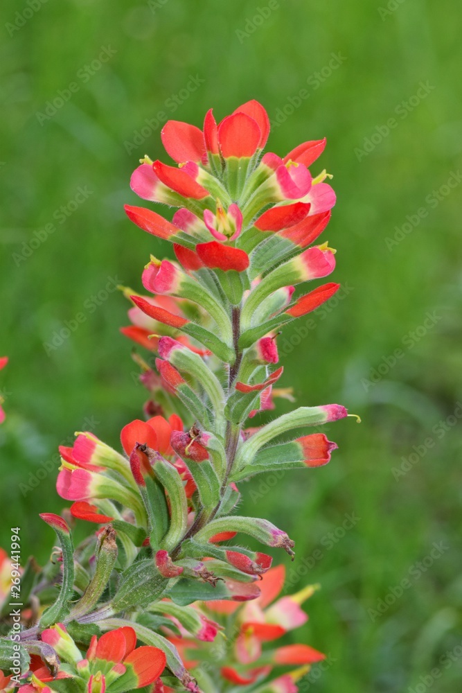 A Scarlet Indian Paintbrush plant (Castilleja coccinea) in a meadow during Springtime in Houston, TX. Also known as Scarlet-Painted Cups.