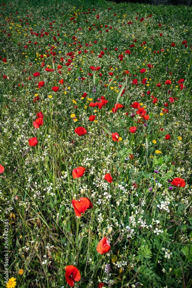 a green meadow with red poppy