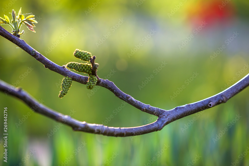 Walnut blooms. Flowers of walnut on tree branch on copy space blurred background. Selective focus. Walnut blooms. Flowers of walnut on tree branch on copy space blurred background. Selective focus.