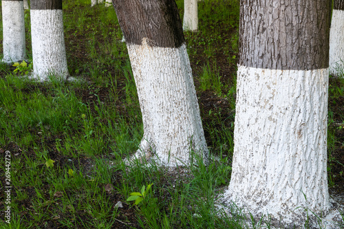 Tree trunks treated with an insect lime