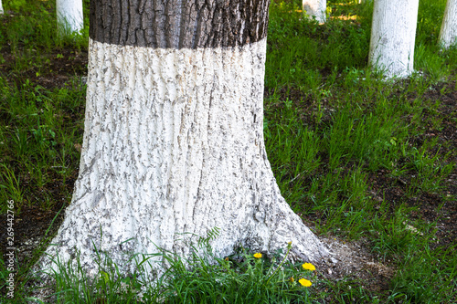 Tree trunks treated with an insect lime photo