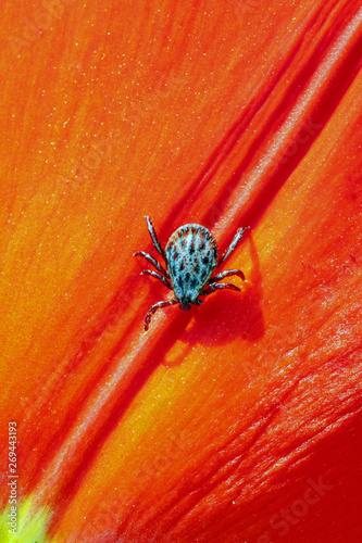 ixodic tick on a red flower photo